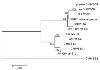 a metagenomics graph