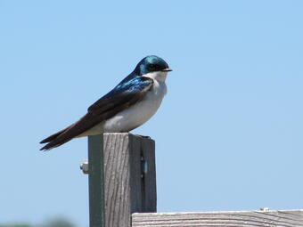 A tree swallow - Tachycineta bicolor