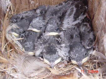 Tree swallow nestlings (Tachycineta bicolor) in a nesting box