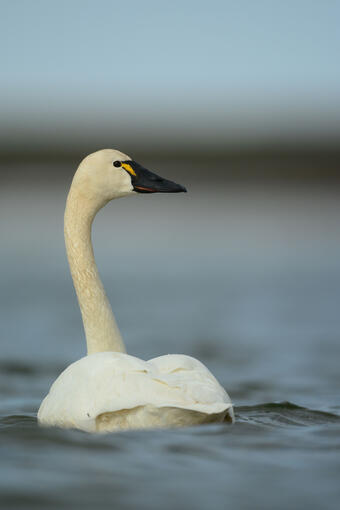 Tundra swans that nest in Alaska are exposed to lead on their wintering grounds along the Atlantic Coast