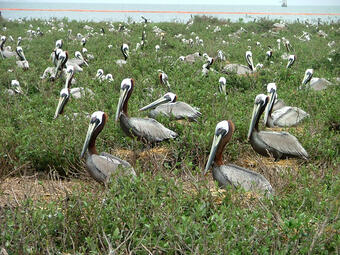 Pelicans nesting within the mangroves on Breton Island