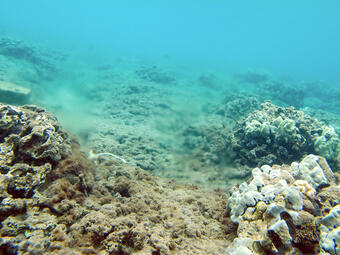 Underwater photograph of a coral reef.