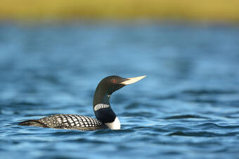 Yellow-billed loons are exposed to mercury on their wintering grounds in Asia before migrating to Alaska for breeding.