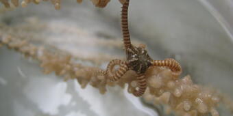 Image: Brittle Star