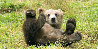 Image: A Brown Bear in the Kodiak National Wildlife Refuge.