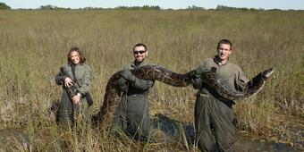 Image: Burmese Python Caught in the Everglades