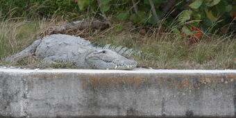 Image: American Crocodile