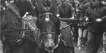 Black and white image of mules pulling a plow with a crowd of people behind