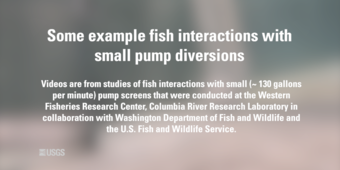 Cover image for fish screen video