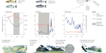 Black text on a white background with three drawings of fish and line graphs showing mortality and spawning success of salmon