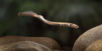Pacific Lamprey (Lampetra tridentata)