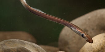 Pacific Lamprey swimming freely through rocky area
