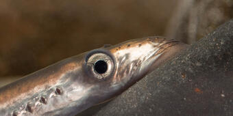 pacific lamprey fish, closeup of eye