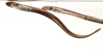 pacific lamprey, two fish closeup