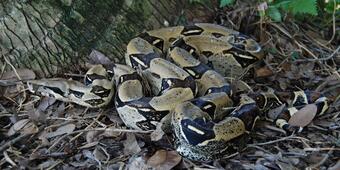 A boa constrictor in southern Miami, Florida lays at the base of a tree. The pattern of the snake allows it to blend in.