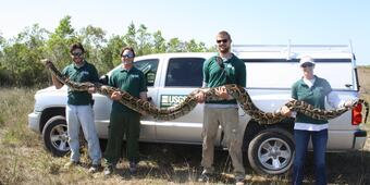 Image: A Record-Breaking Invasive Burmese Python