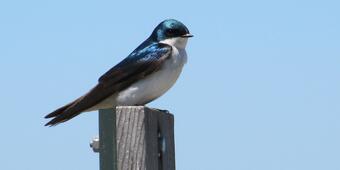 Image: Emerging Contaminants Might Affect Tree Swallow Reproduction