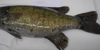 Smallmouth bass