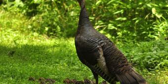 Female wild turkey with chicks