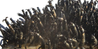 Photo of larval blackflies