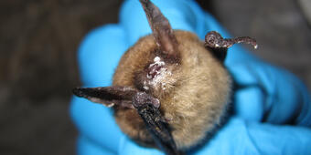 Northern long-eared bat with visible symptoms of WNS