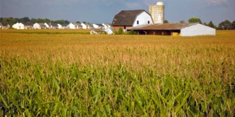 Corn field in front of barn, silo, and houses 