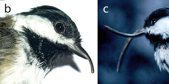 4 small birds with different deformed beaks