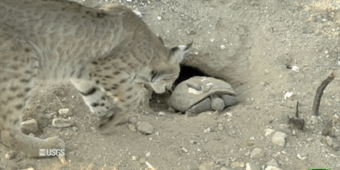 Animated image of a Bobcat scaring a Tortoise into its shell.