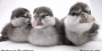 Animated image of three ducklings 