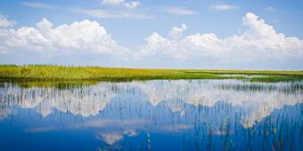 Everglades - stock image