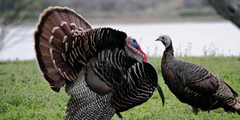 wild turkeys in Texas