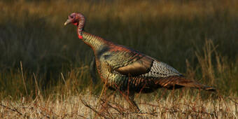 Wild Turkey