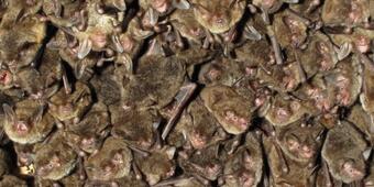 Bats benefit from maintaining a close-knit roosting group.