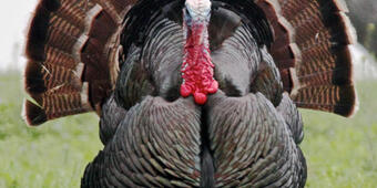 A strutting wild male turkey