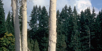 Mudline left on tree by May 18, 1980 lahars from Mount St. Helens n...