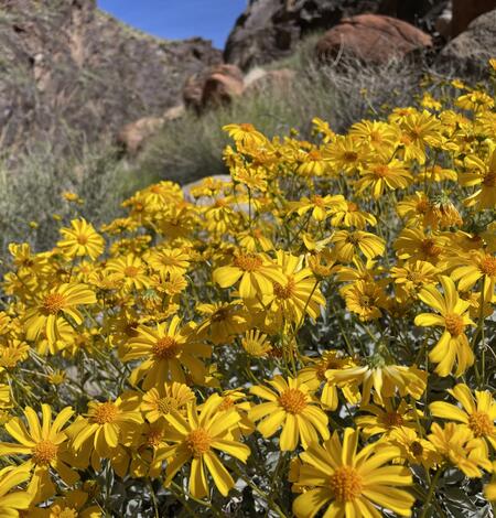 Bright yellow brittlebush flowers in full sunlight in Grand Canyon