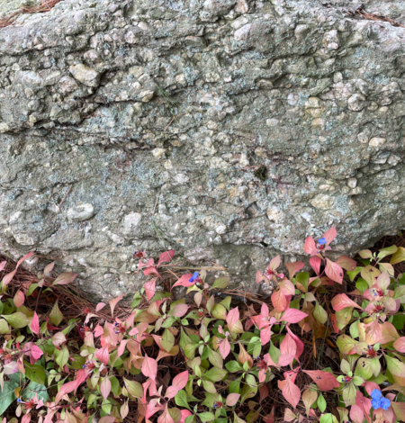 photograph of gray rock with embedded pebbles sitting in a bed of green and red leaves and blue flowers
