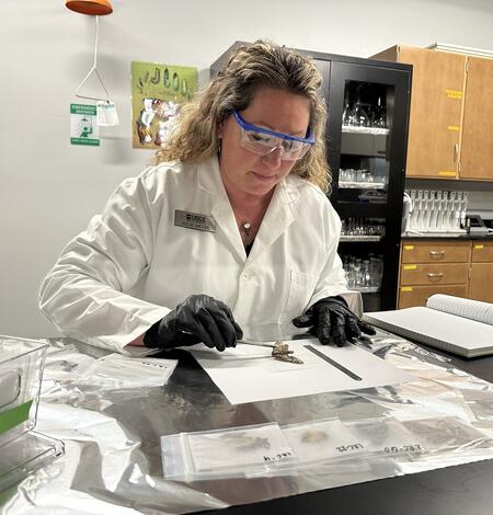 USGS scientist preparing specimens for the USGS Lepidoptera Research Collection