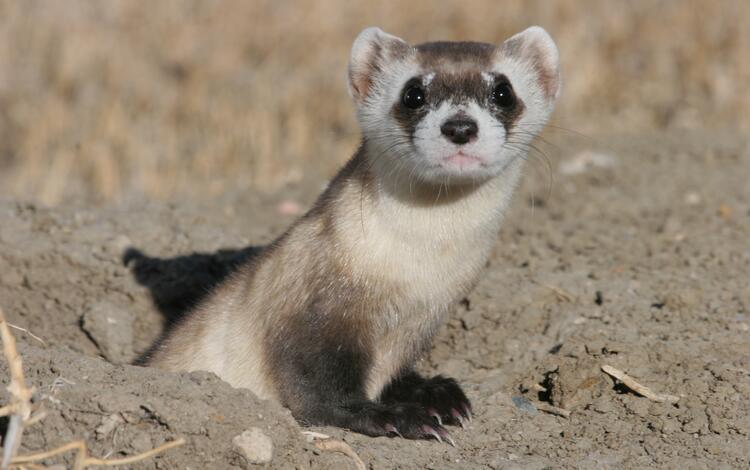 Image: Black-Footed Ferret