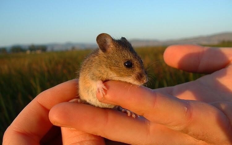 Image: Salt Marsh Harvest Mouse (Reithrodontomys Raviventris)