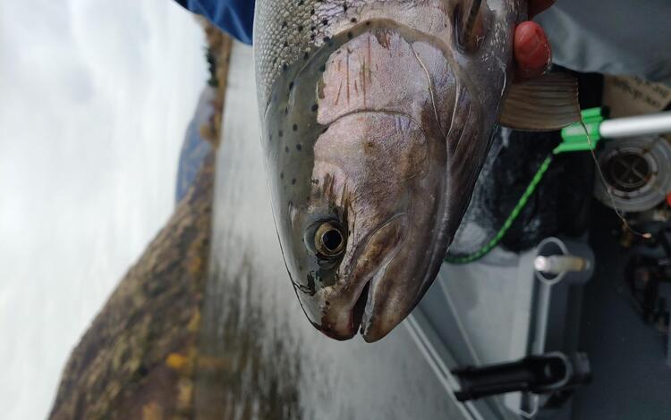 Steelhead (rainbow trout)