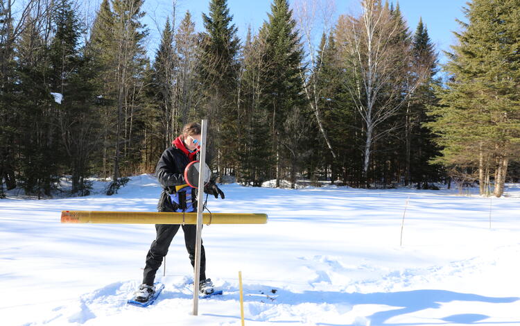 A woman in snowshoes weighing a long yellow pole in a snowy field.