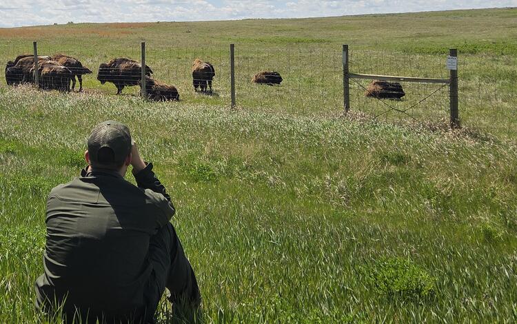 two people look through binoculars at a group of bison standing out in a field, partly cloudy sky above