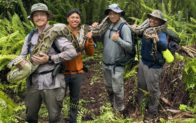 four people hold a large Burmese python over their shoulders, ferns and large trees in the background