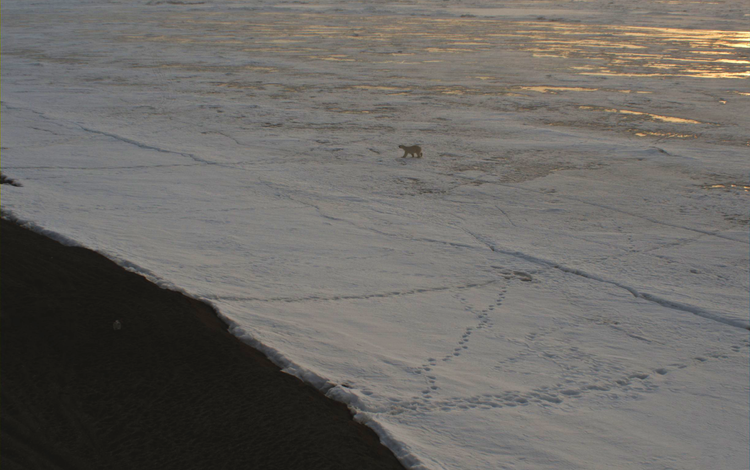 A polar bear walking on sea ice at Nuvuk, Alaska on June 12 2024