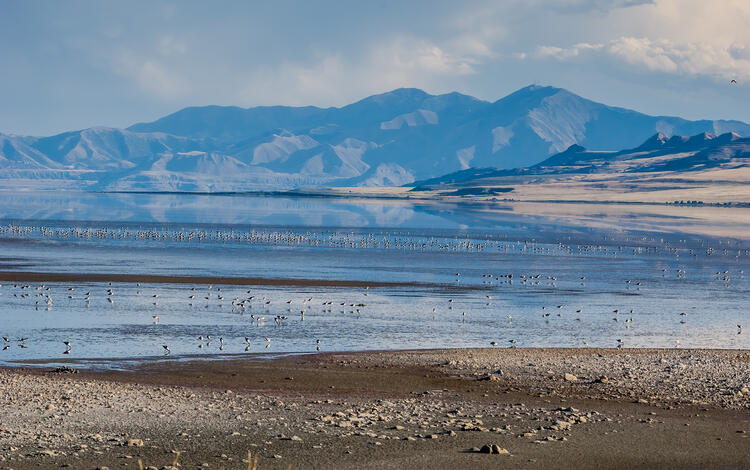 birds occupy shallow lake waters that glisten on a cloudy day. Mountains in the background.