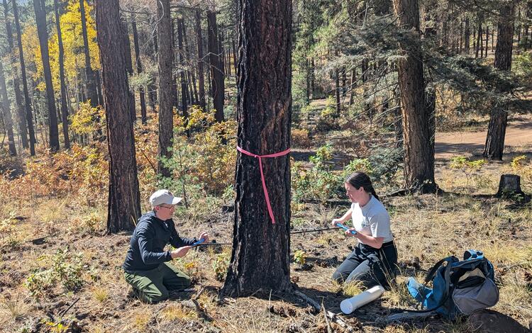 two people push small poles into a tree, forest and shrubs in the background