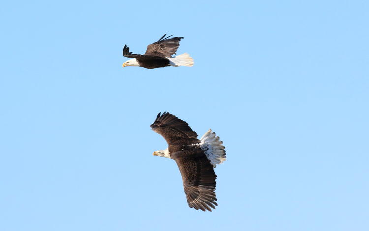 Bald Eagles flying over the Patuxent River