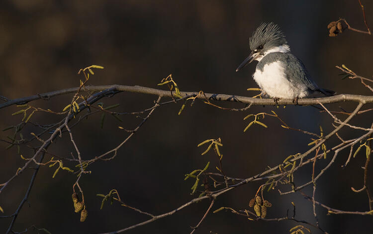 A medium sized bird with dark gray, slate blue, and white feathers perched on a brown tree branch.