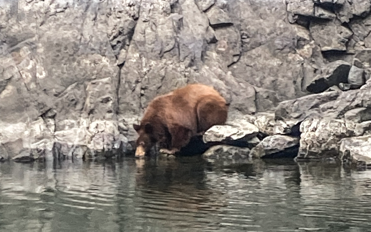 bear drinking in the upper reach Snake River
